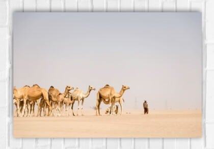 Camel Train Poster by spice up soul